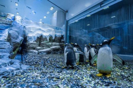 Dubai Mall Aquarium and Penguin Cove